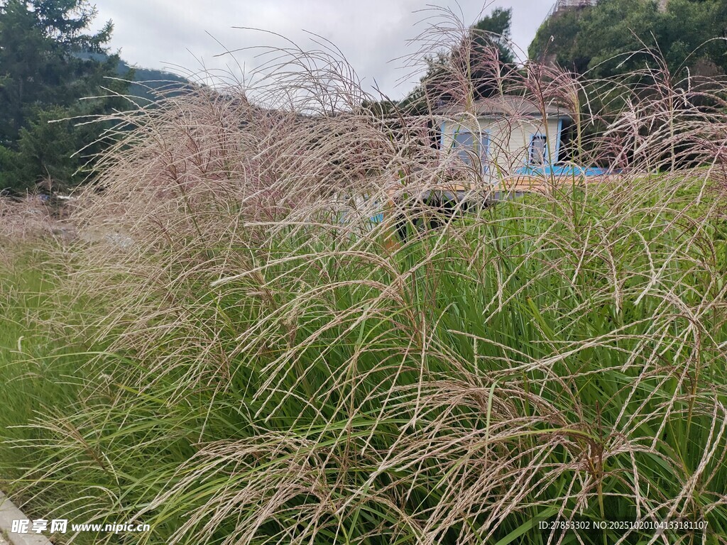 随风摇曳的大片芒草景观