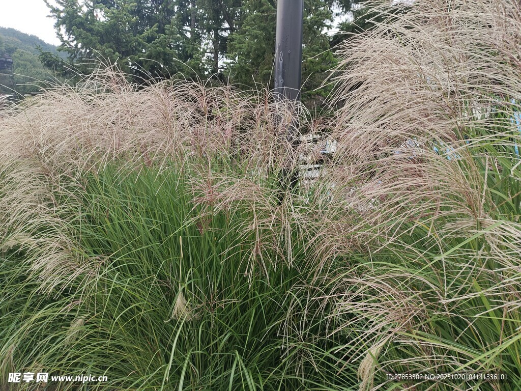 野外随风摇曳的蓬松芒草