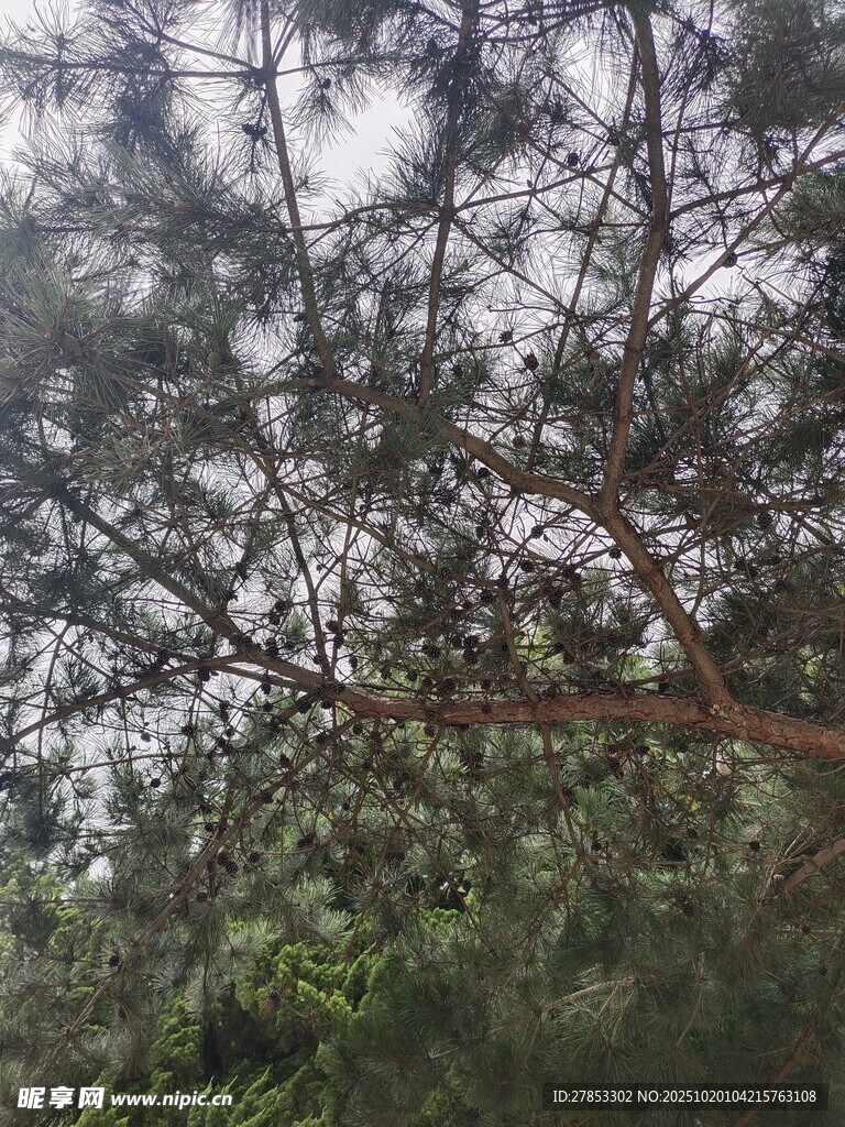 仰视茂密树林枝叶