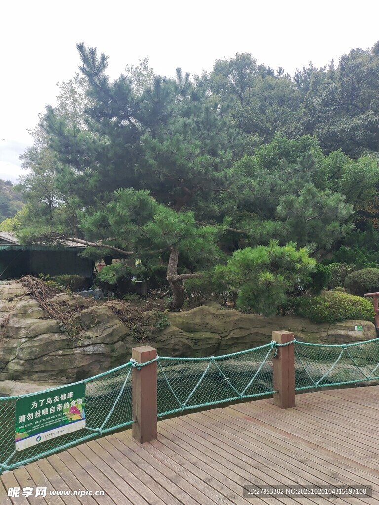 木质栈道旁的绿植景观