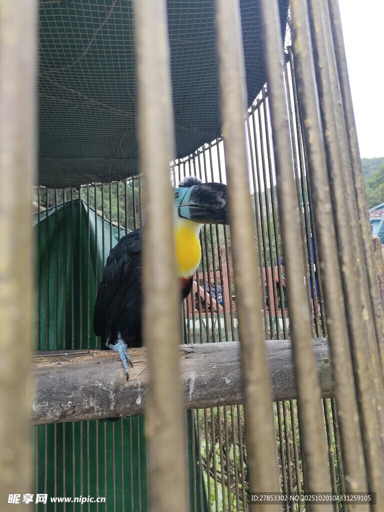 笼中巨嘴鸟