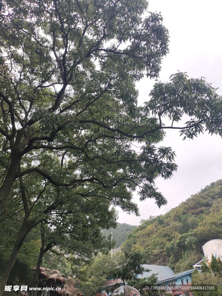山间繁茂大树与远景