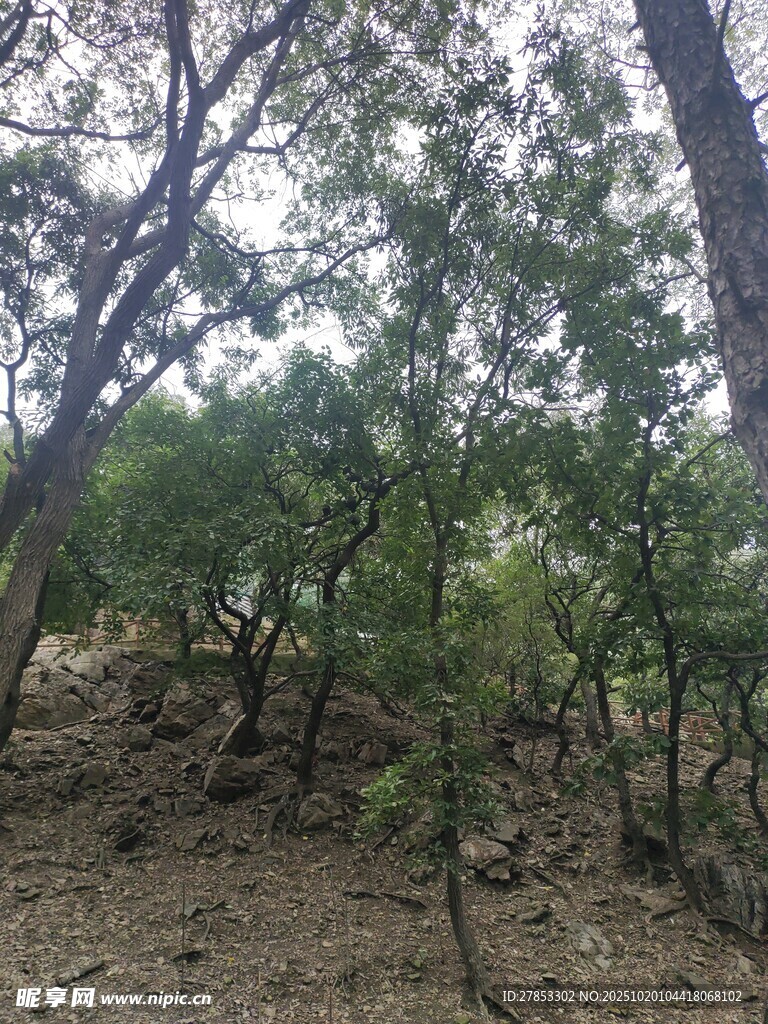 山林间繁茂的树木景象
