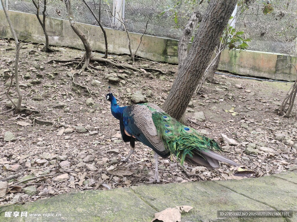 林间漫步的美丽孔雀