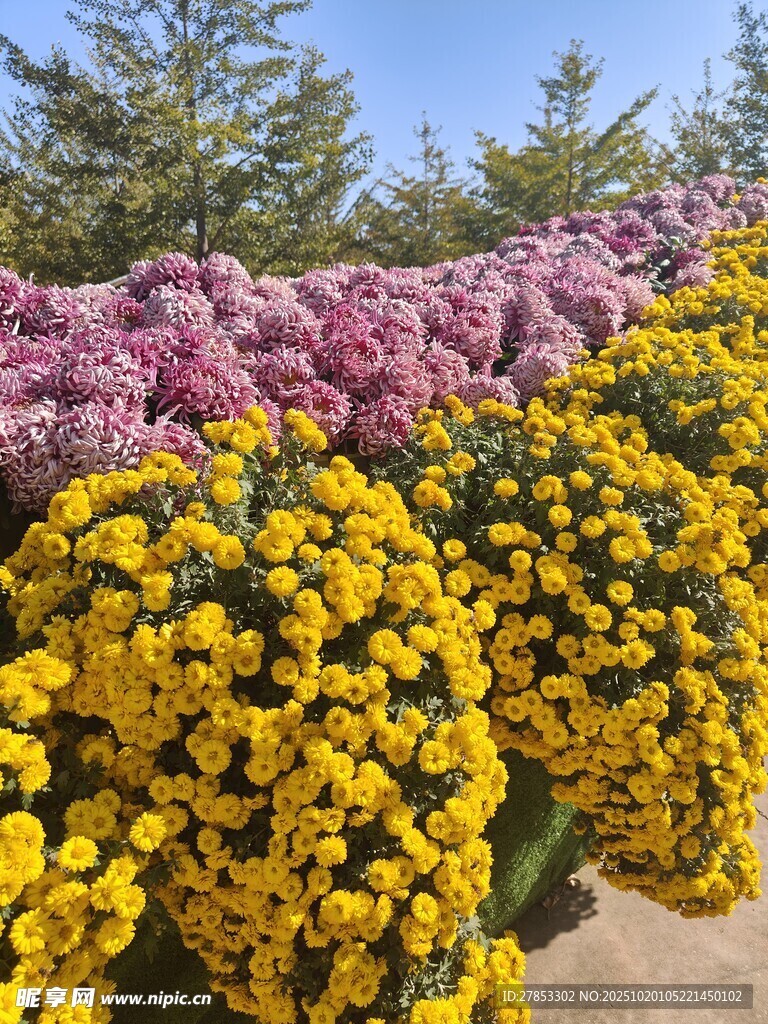 多彩菊花绽放美景