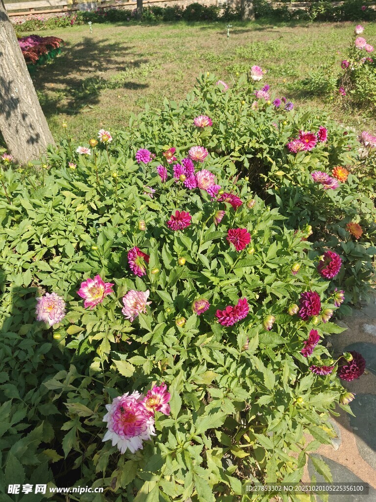 多彩花卉装点美丽花园