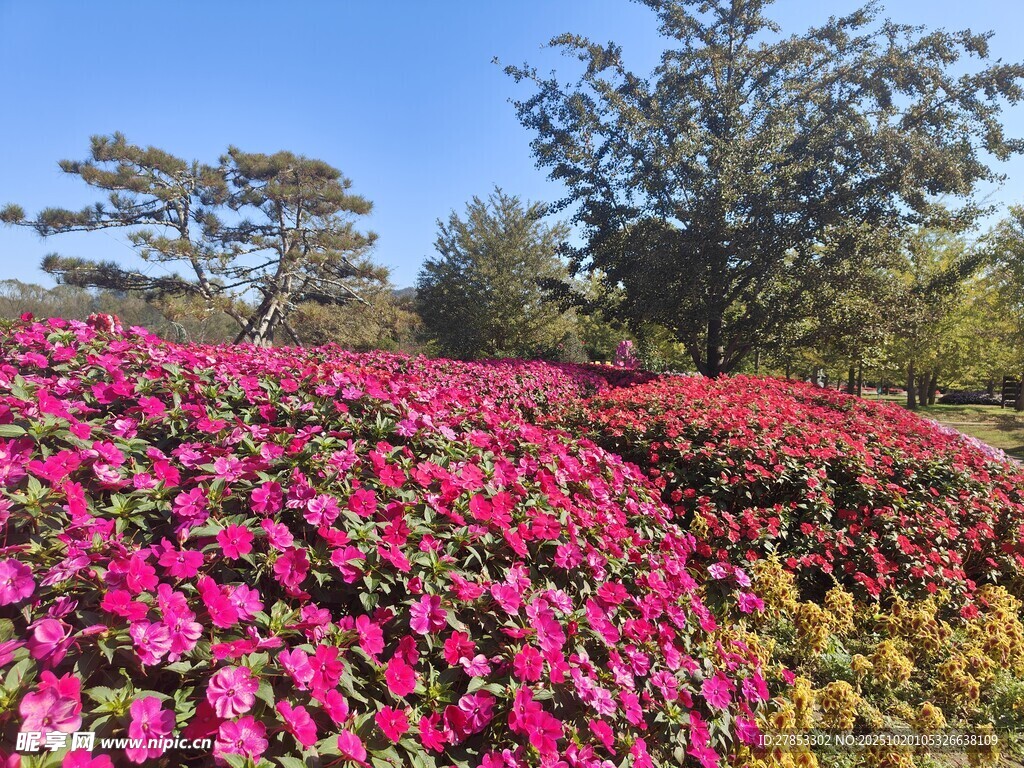 绚烂花海