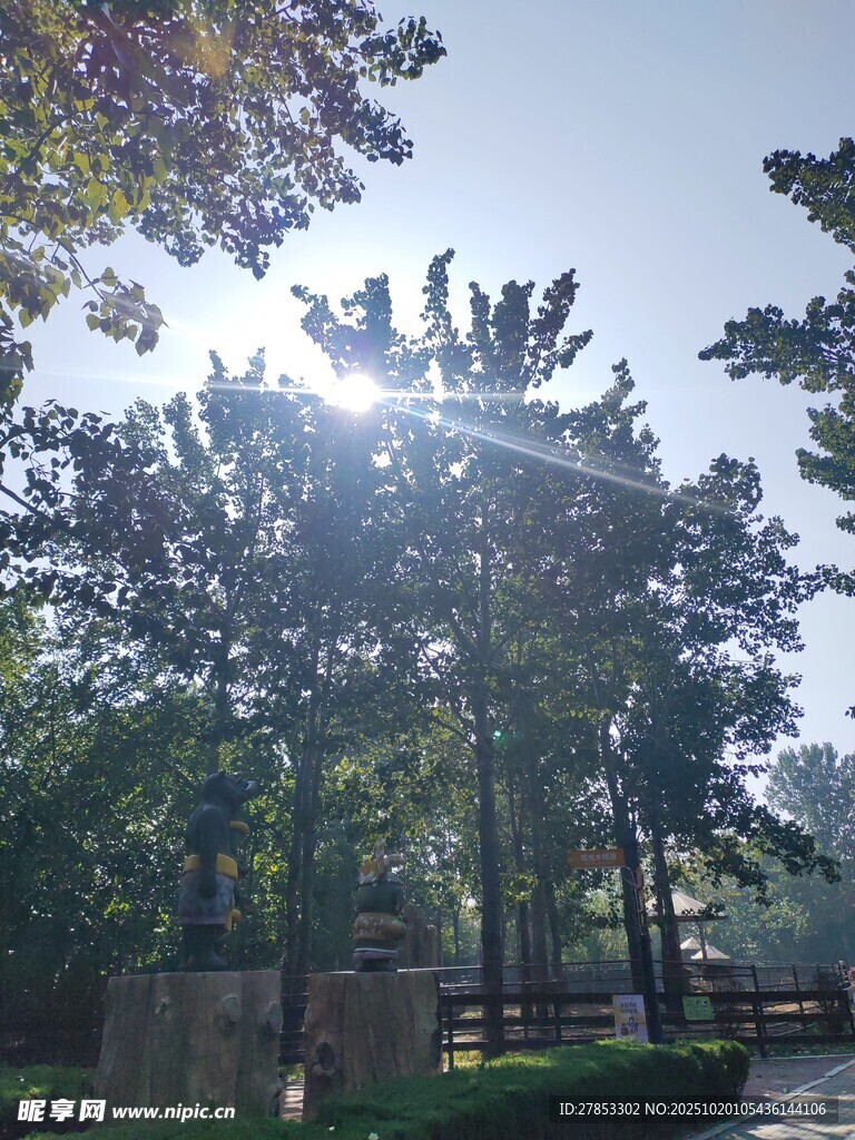 阳光洒落林间美好景致