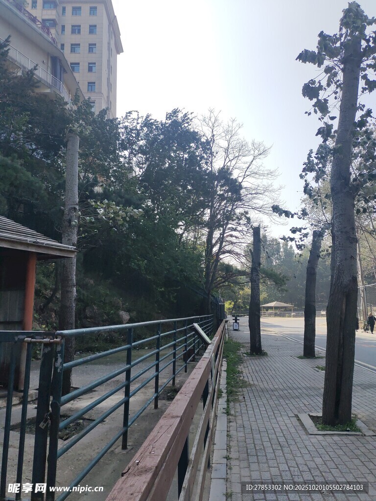 城市中宁静的林荫步道