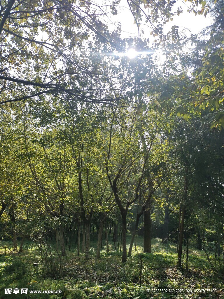 阳光洒落的静谧树林