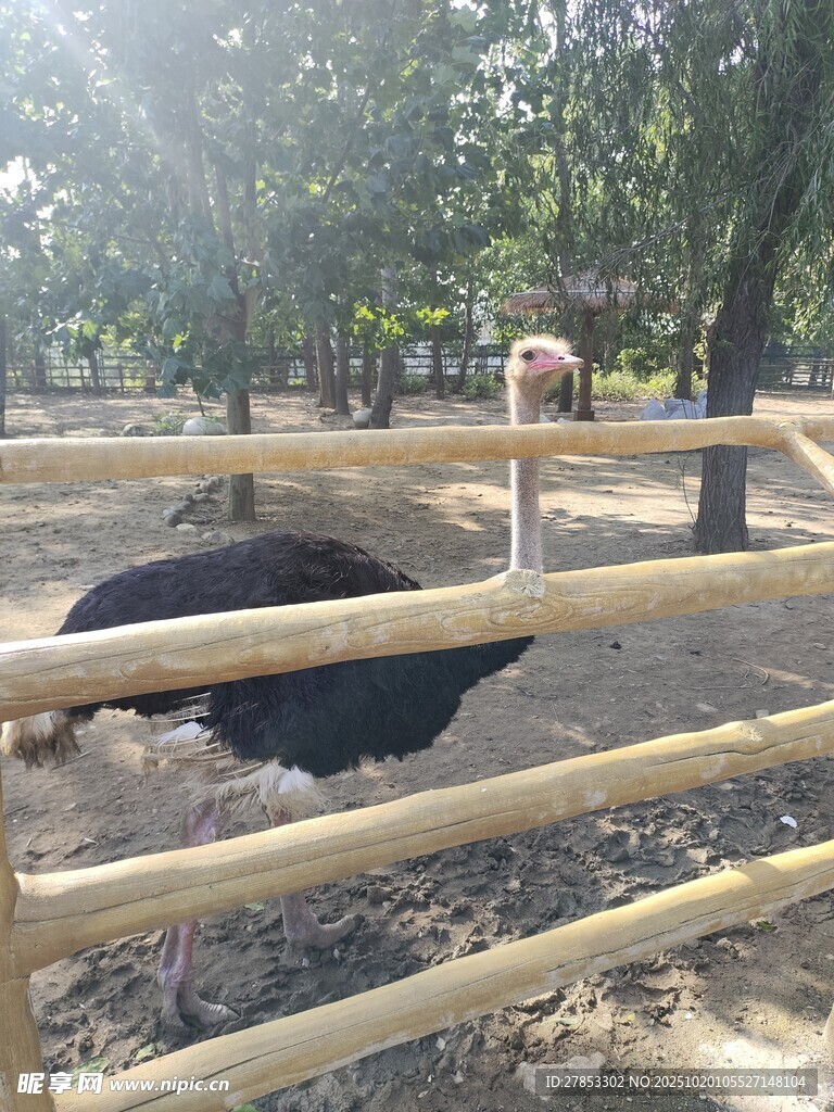 围栏内的火鸡