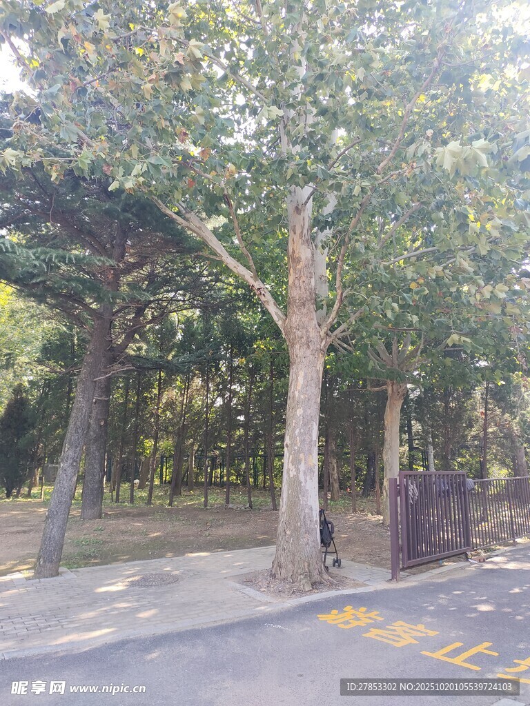 林荫道路旁的葱郁树木