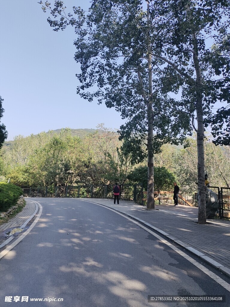 林间蜿蜒公路风景