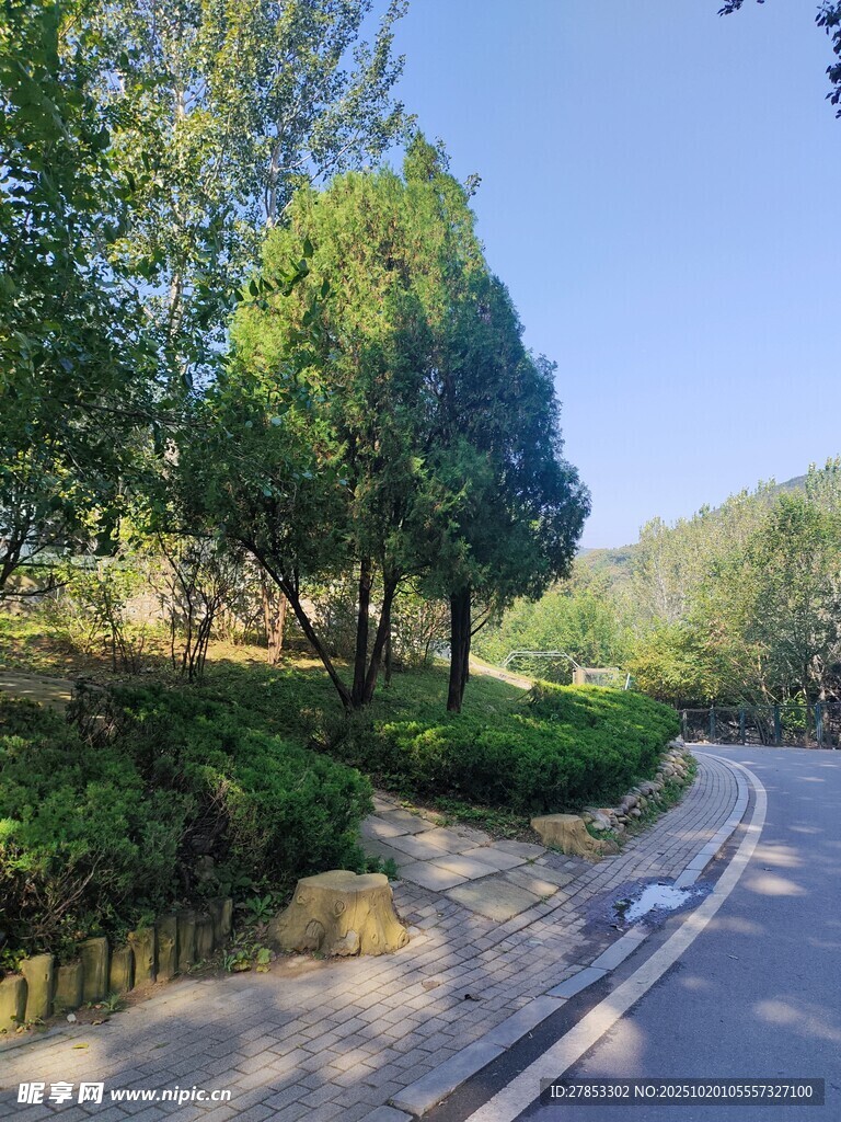 林间蜿蜒小路旁绿意盎然