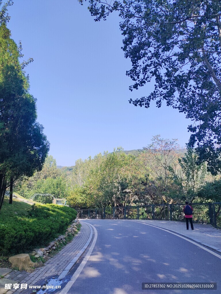 林间静谧公路