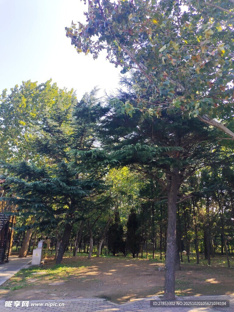 林间绿树成荫的静谧景致