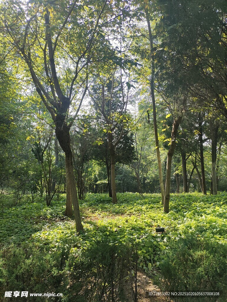 阳光洒落的静谧林间小道