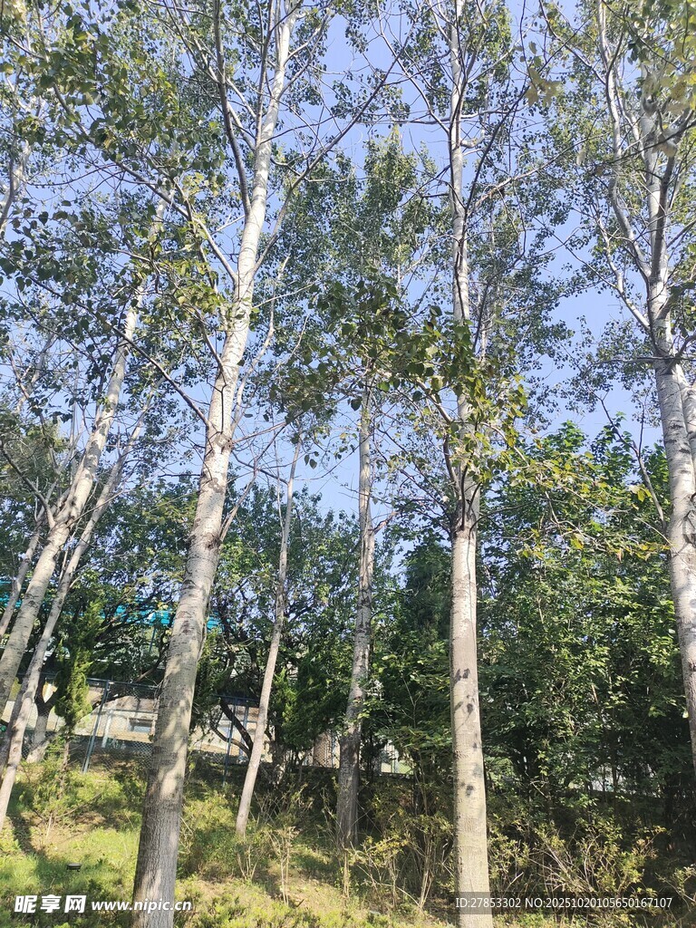 挺拔白杨林