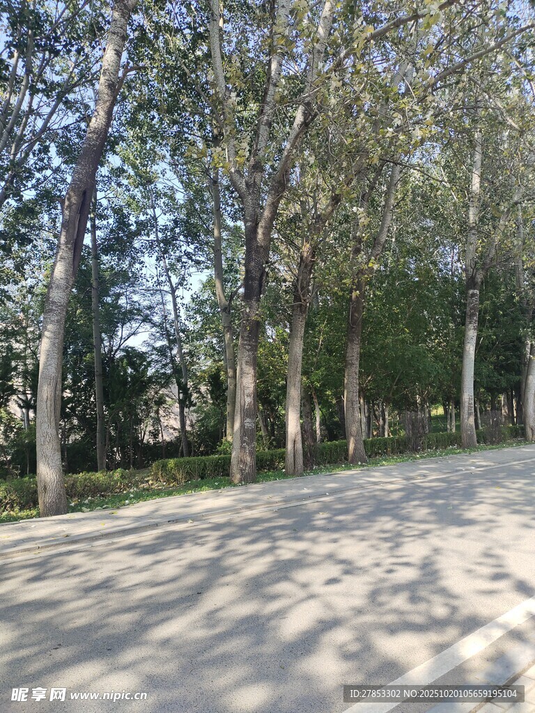 林荫小道