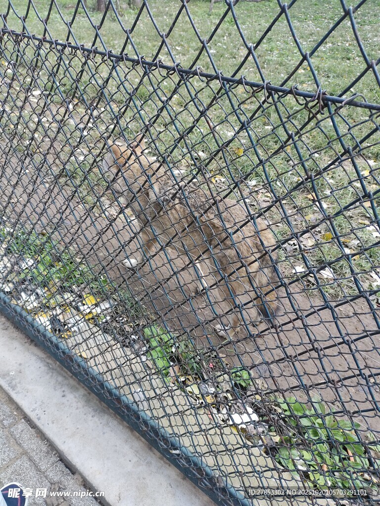 笼中老虎