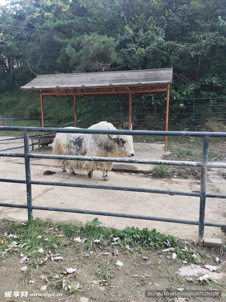 围栏内的牛与简易棚