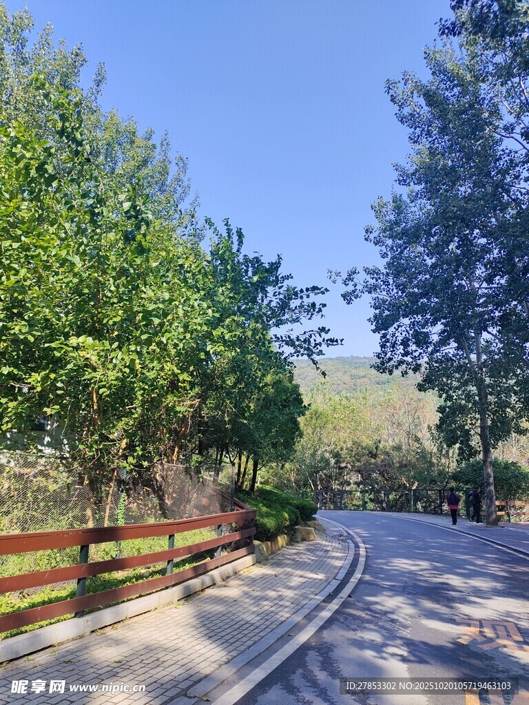 林间蜿蜒小路