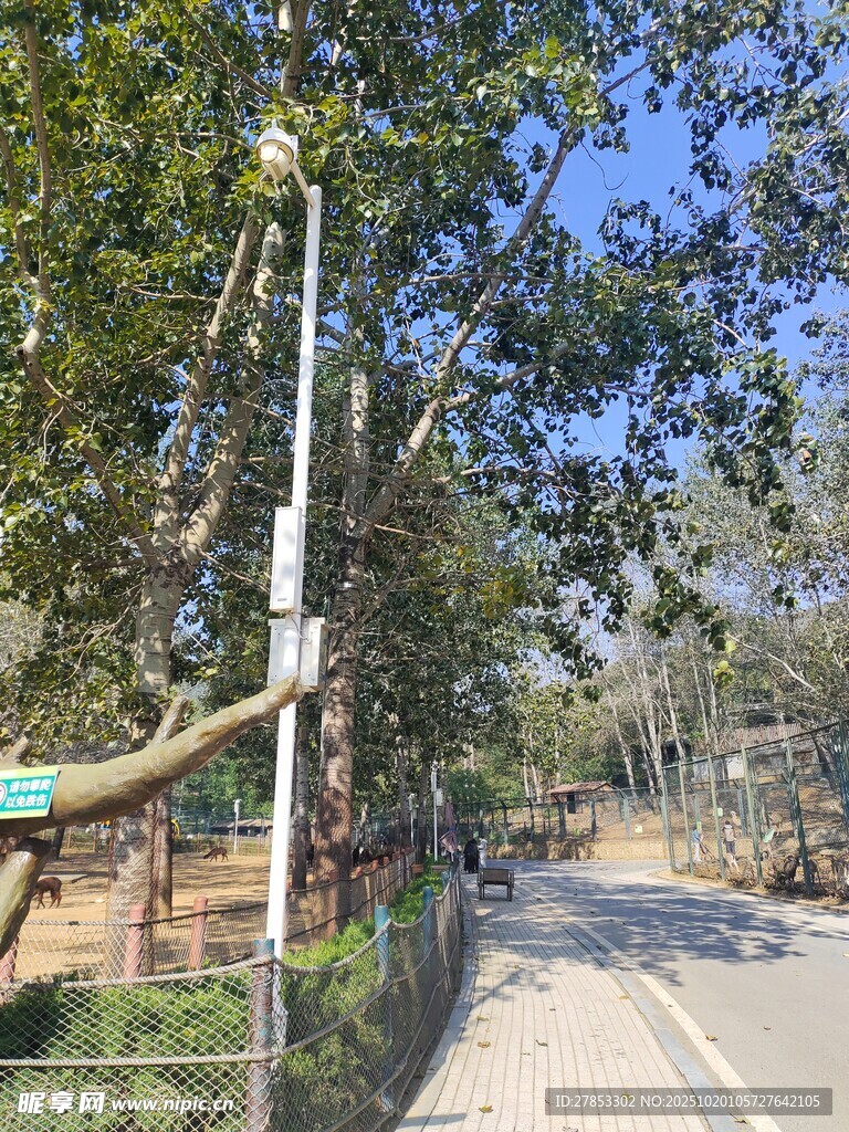 林间公路