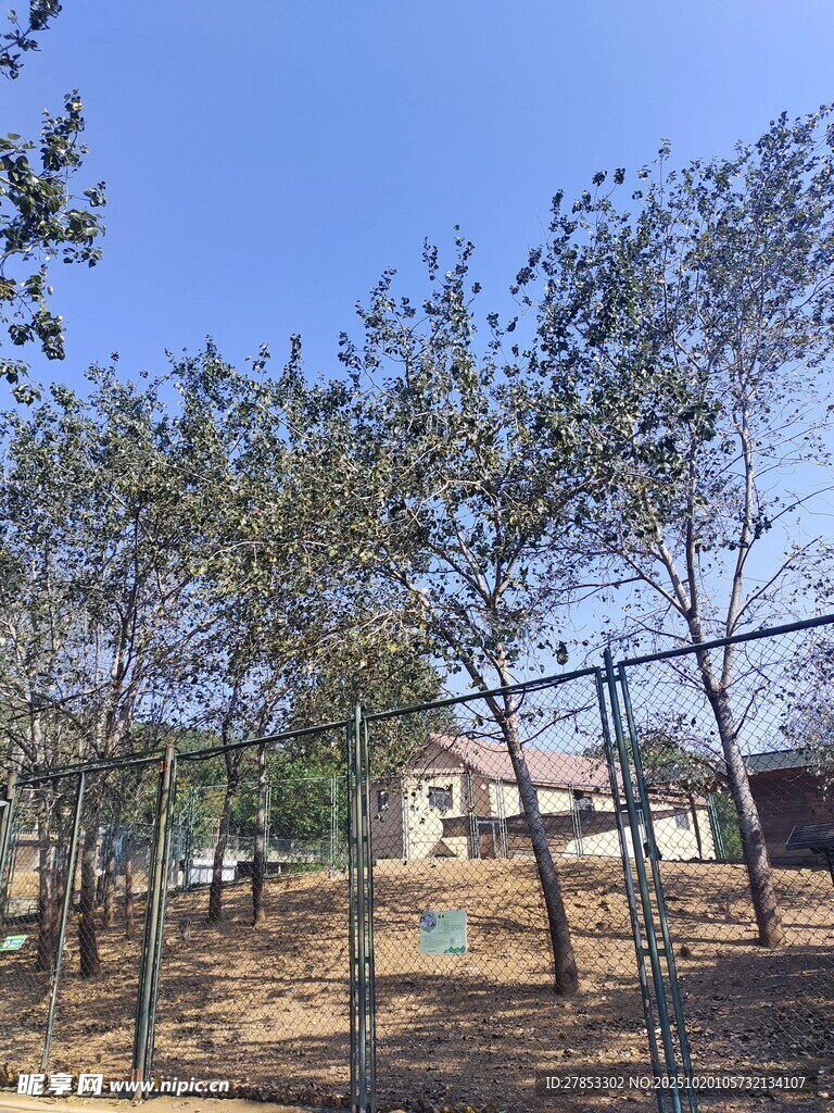 户外树木与围栏场景