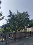 户外木质栈道旁葱郁树木