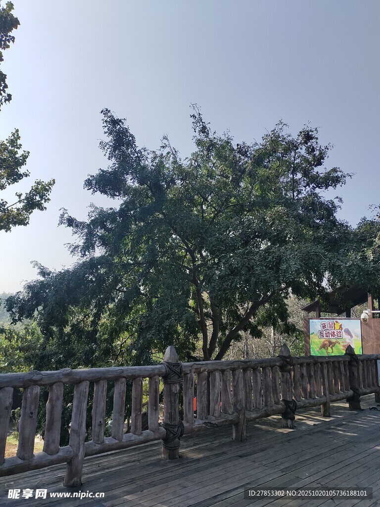 户外木质栈道旁葱郁树木
