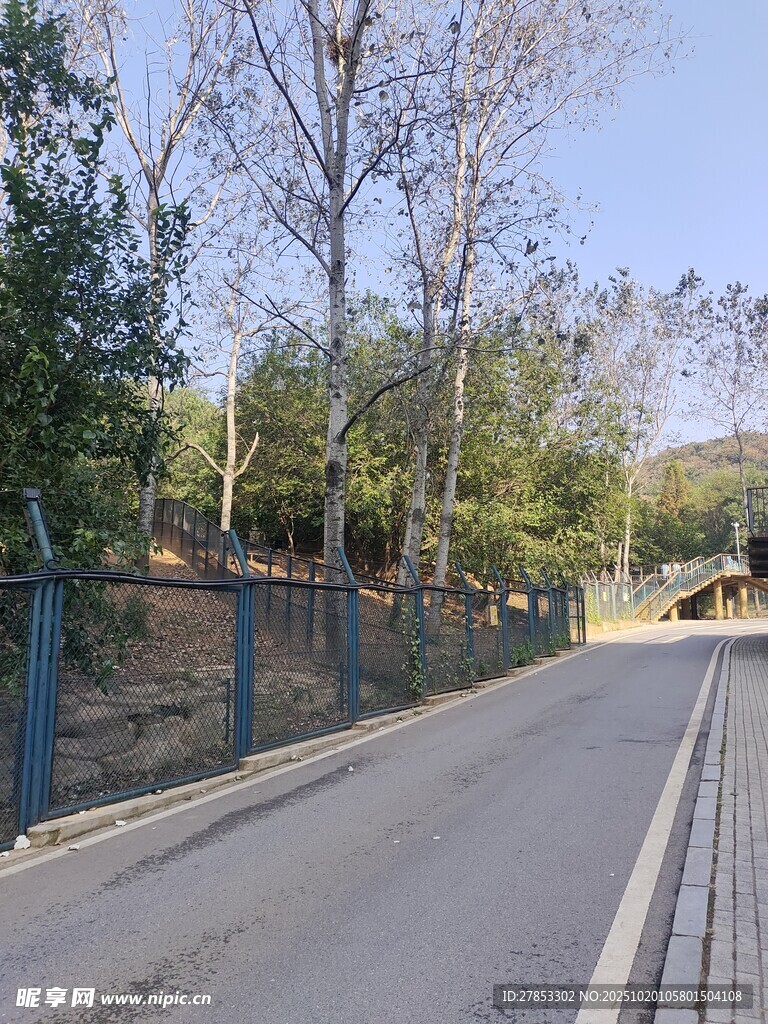 乡村公路旁的树木与围栏