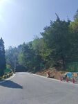 山间公路旁绿意盎然