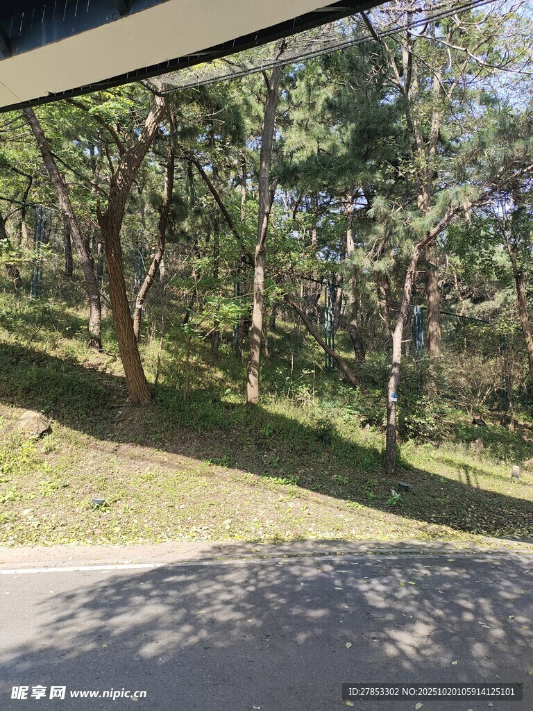 林间公路旁的葱郁树木
