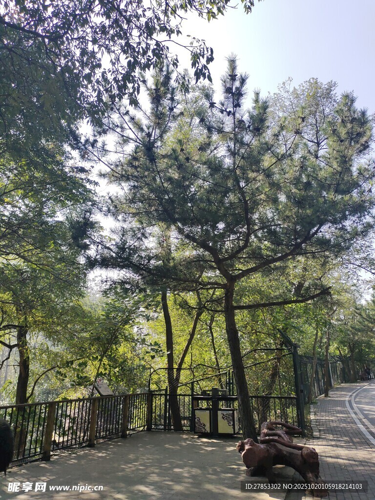 林间小道的悠闲景象