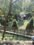 林间小屋旁的静谧景致