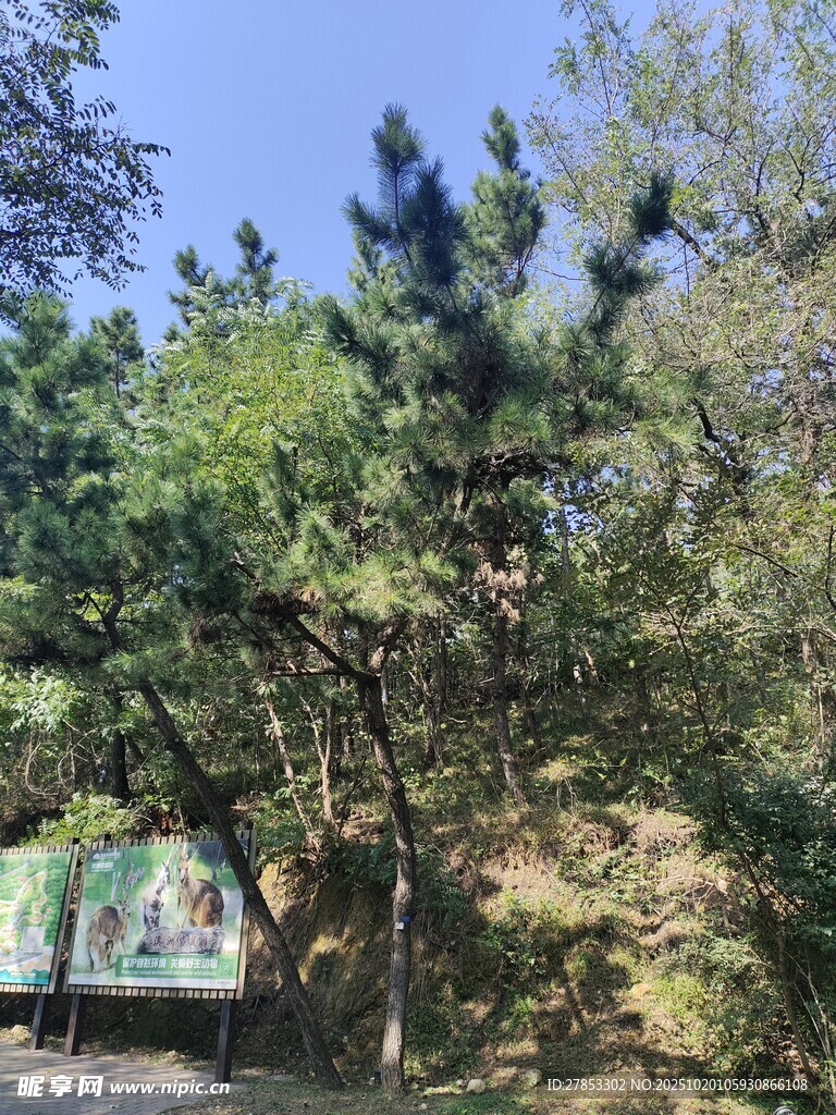 山林间葱郁树木景观