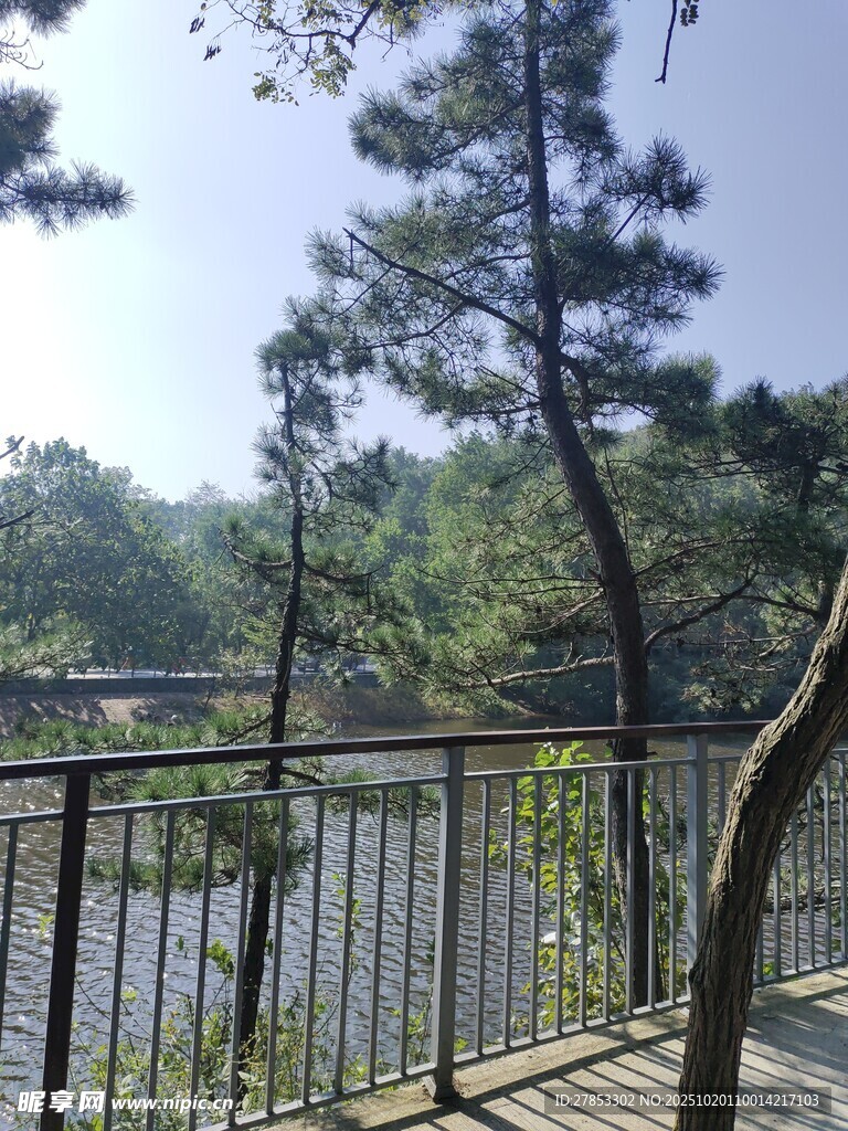 湖畔围栏旁的葱郁树林