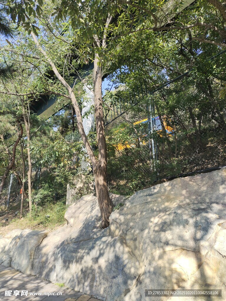 山林间的树木与岩石景观