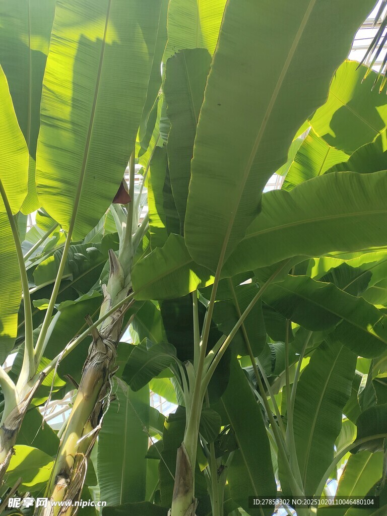 繁茂的热带植物叶片