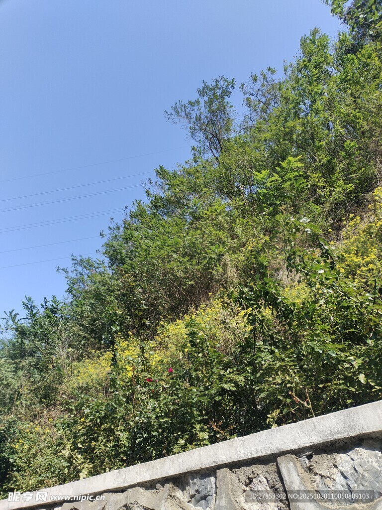 石墙边的葱郁绿植