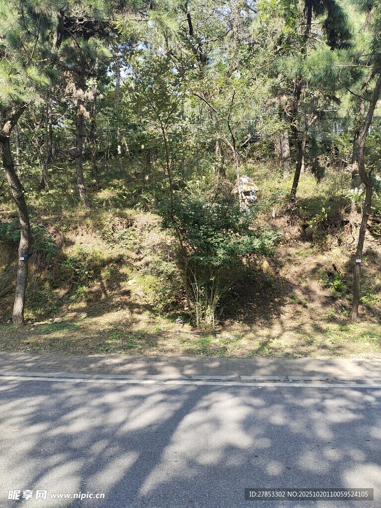 林间光影斑驳的自然景致