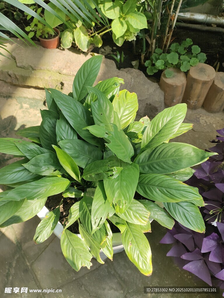 翠绿盆栽植物