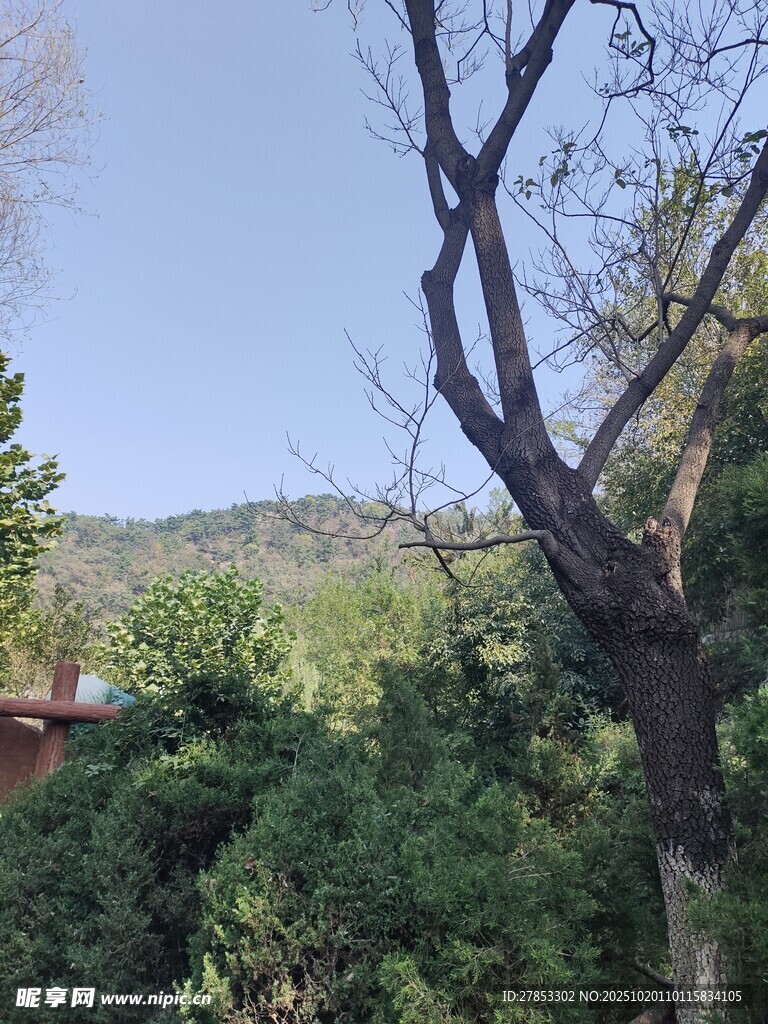 山林间枯树与繁茂植被