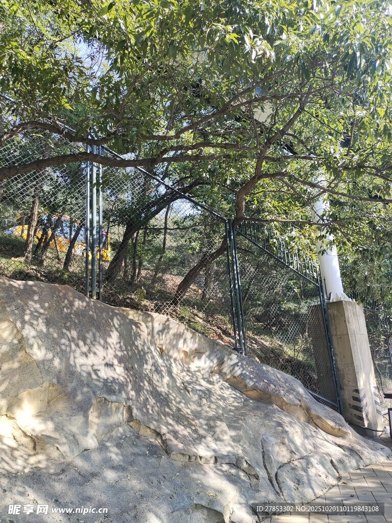 山林间的树木与岩石景观