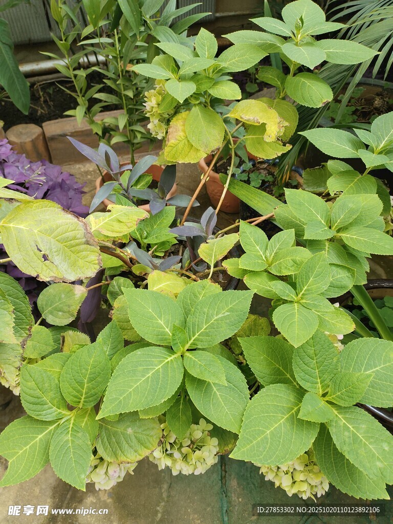 绿叶植物生机盎然景象