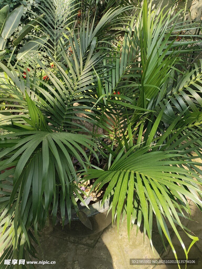 翠绿繁茂的热带棕榈植物
