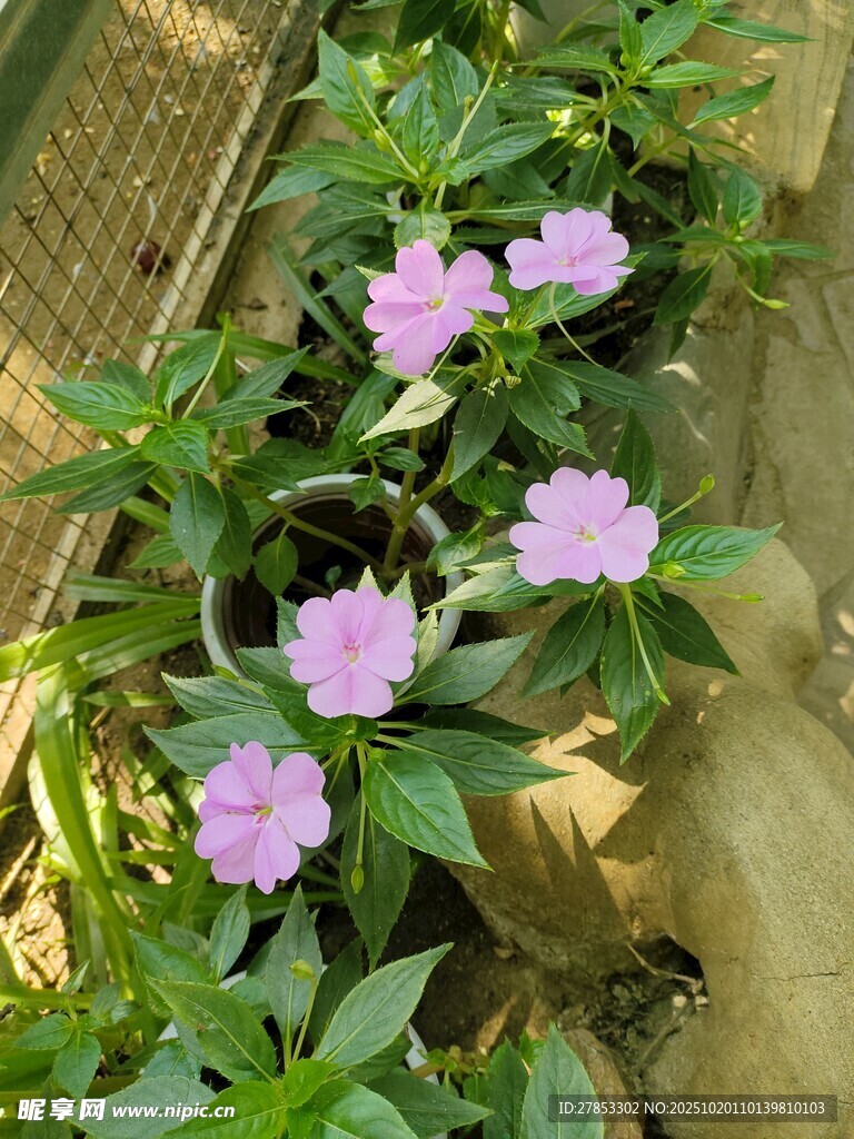 紫色小花绽放绿叶间