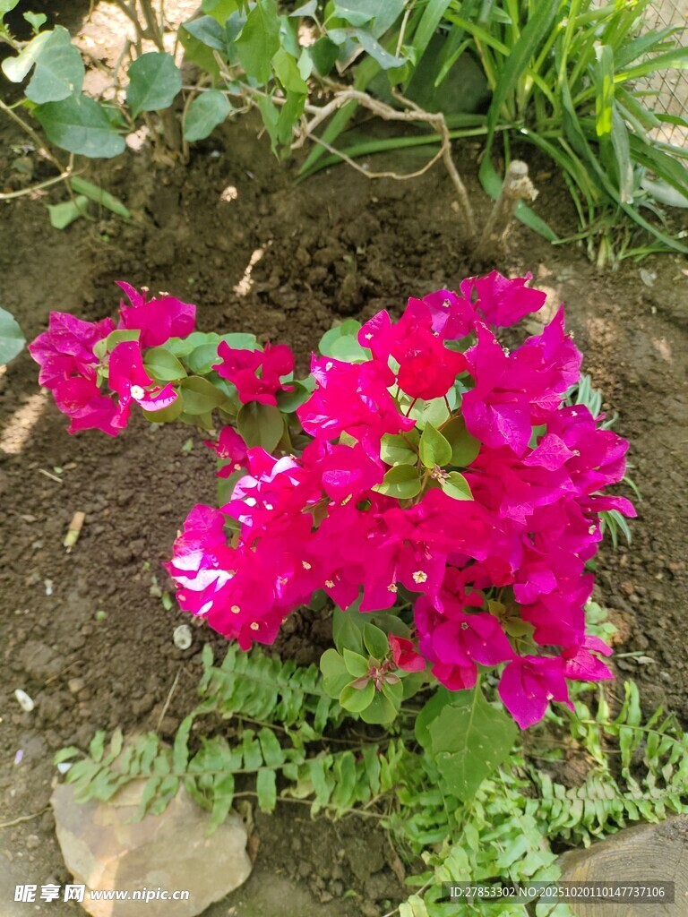 艳丽天竺葵绽放于花园