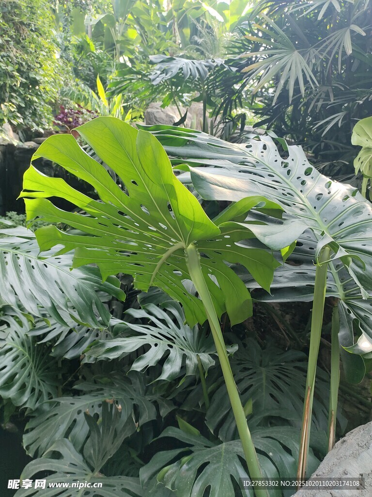 室内绿植景观