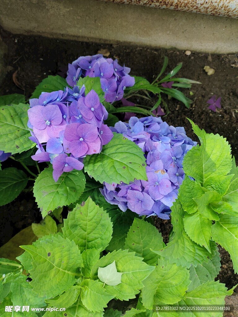 紫色绣球花绽放绿叶间